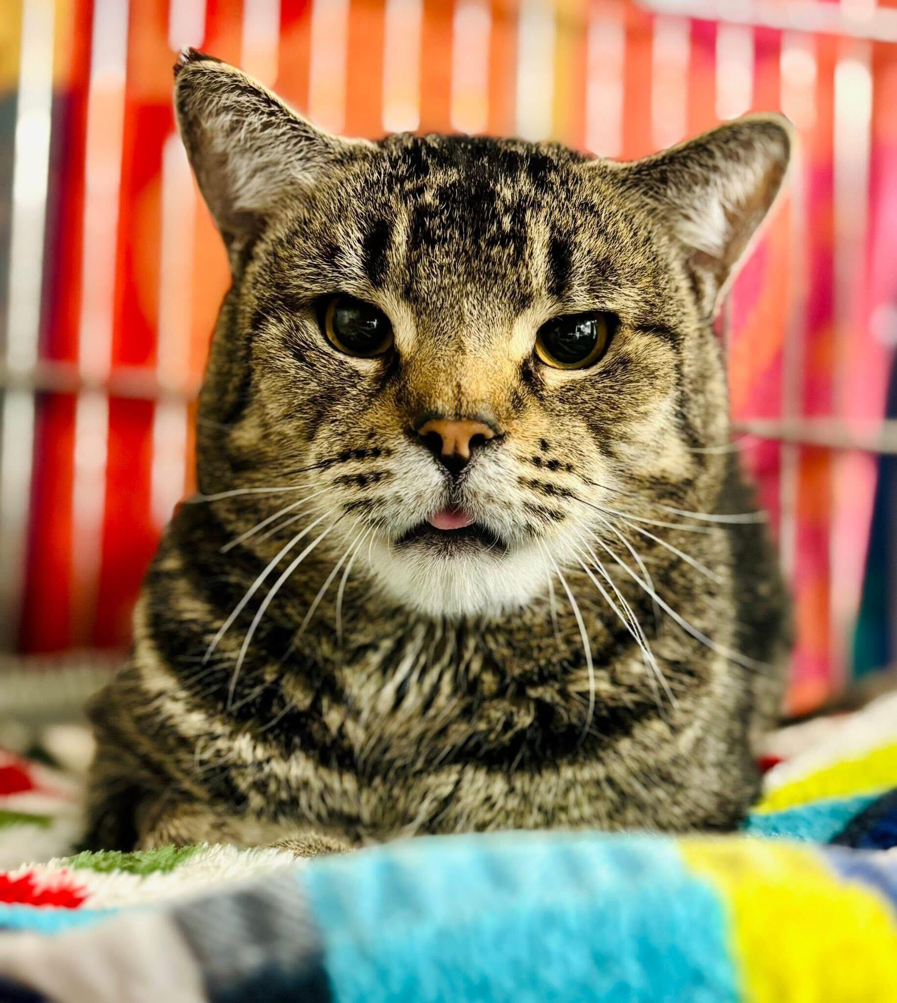 Enlarge Vermin Supreme- shy guy, a ADOPTABLE Domestic Short Hair in Manchester, NH image 2/2