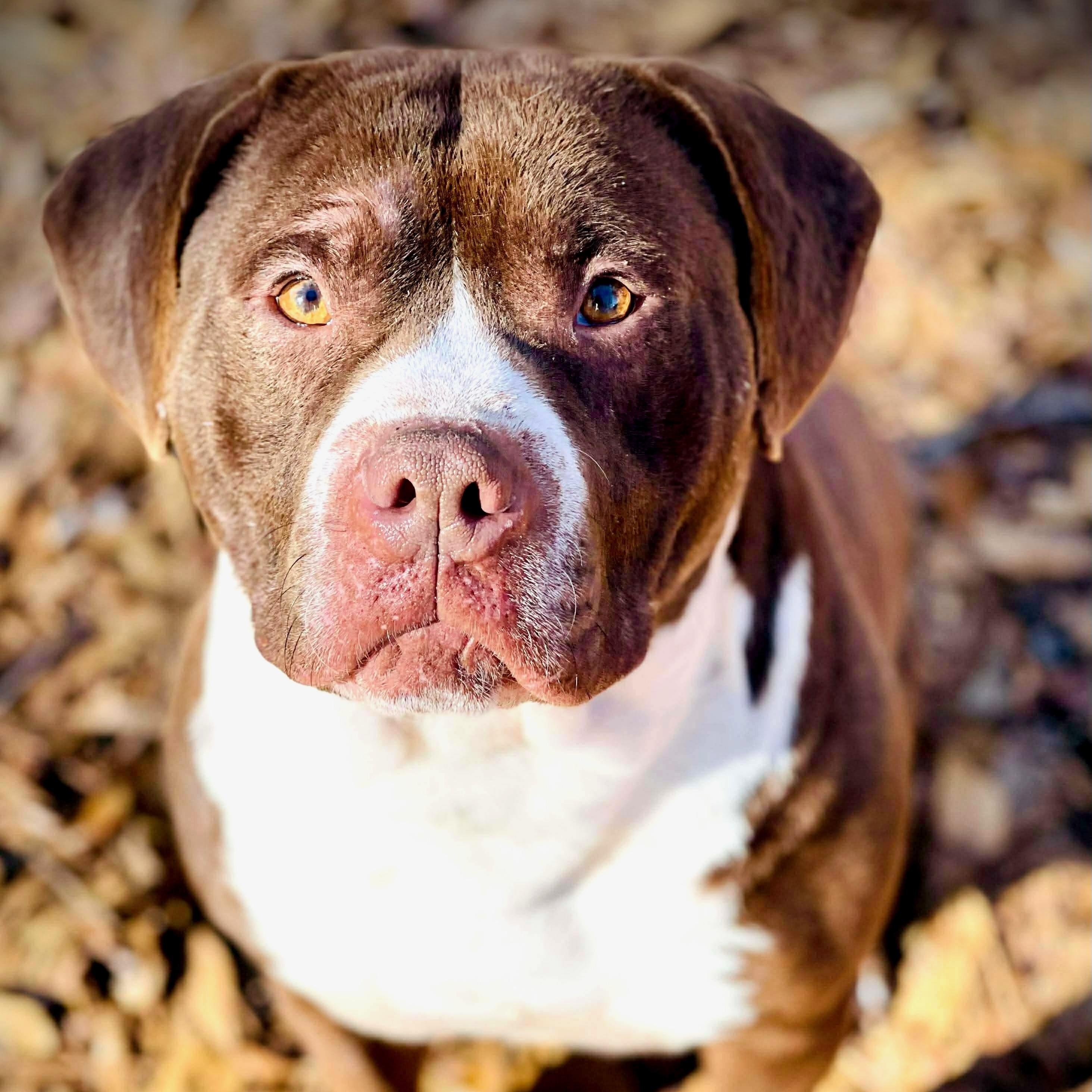 Enlarge Bubba, a ADOPTABLE American Bully in Oxford, GA image 1/1