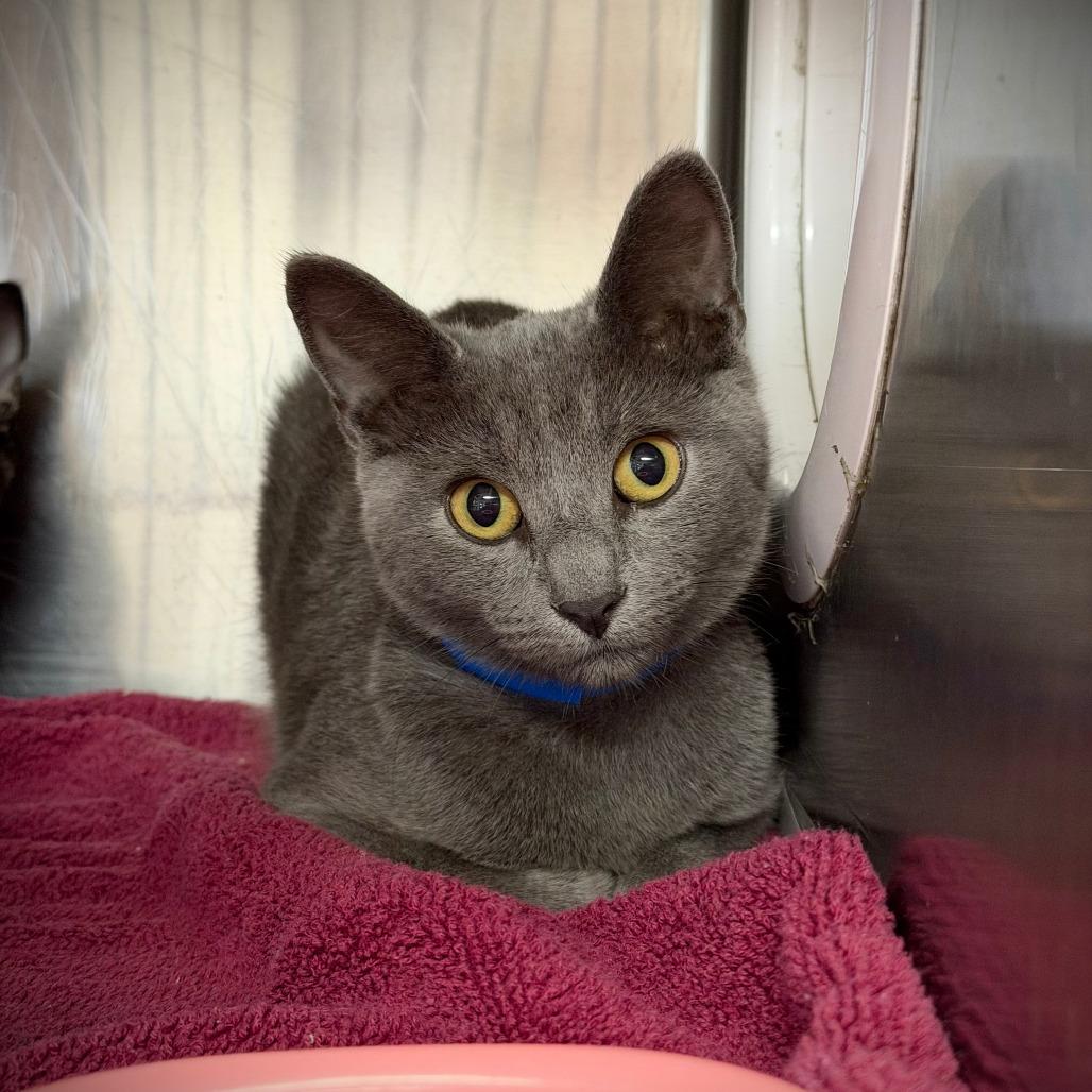 Gibson, Adoptable, Young Male Domestic Short Hair.