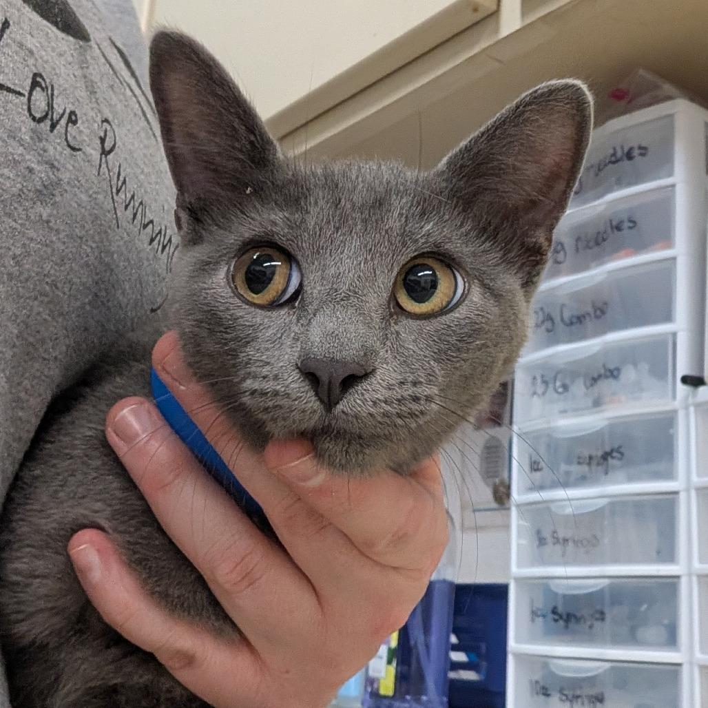 Enlarge Gibson, a Adoptable Domestic Short Hair in Ardmore, OK image 2/2