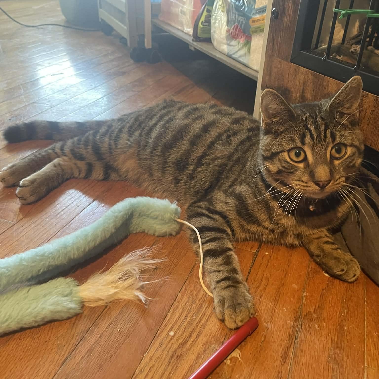 Chester, a Adoptable mixed breed in Mastic beach, NY image 3/5