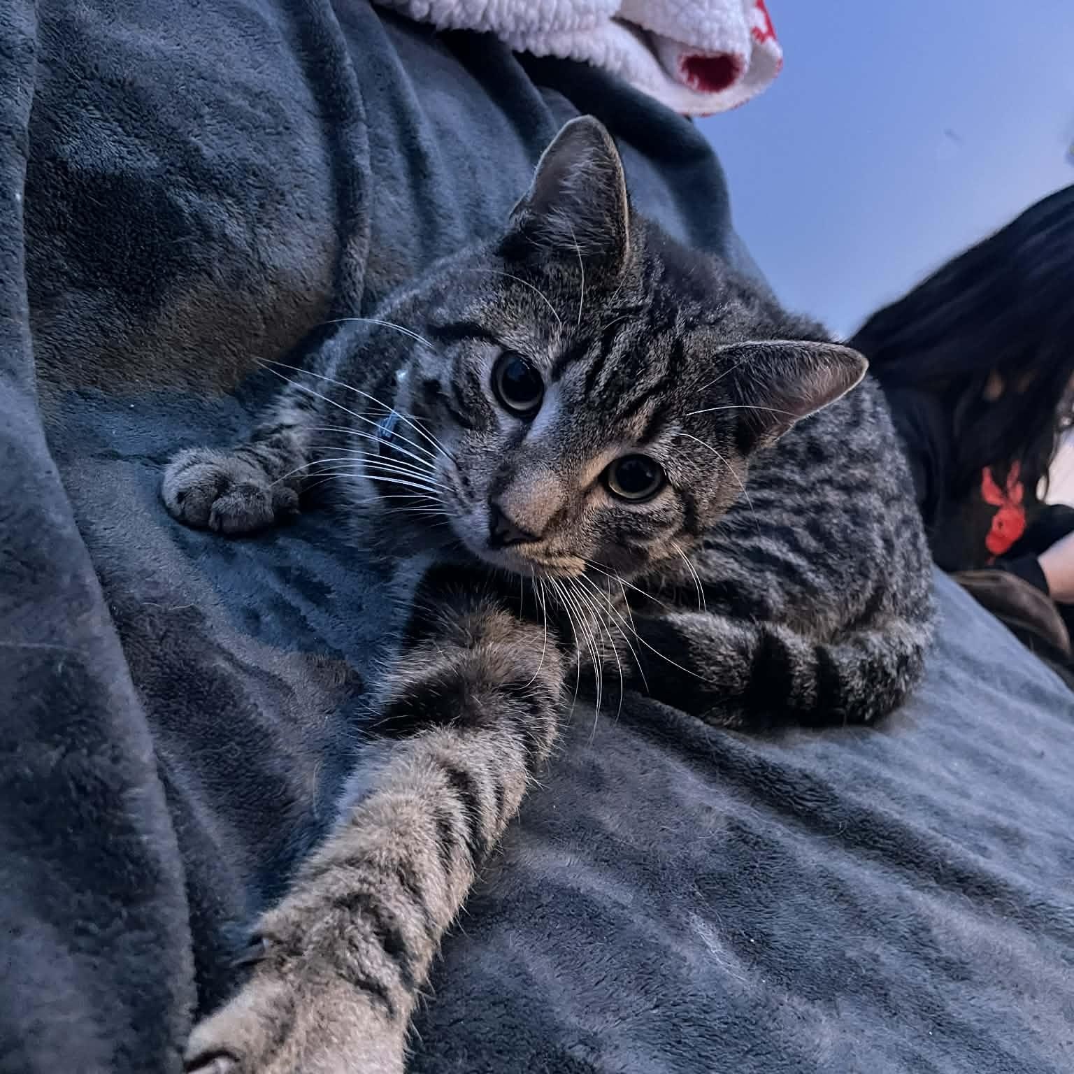 Chester, a Adoptable mixed breed in Mastic beach, NY image 2/5