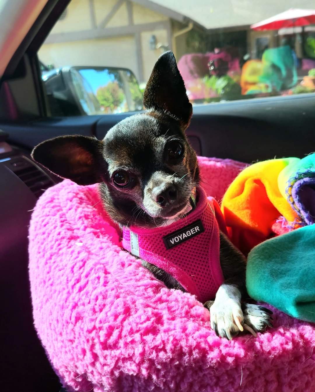 Enlarge Penelope Cruz, a Adopted mixed breed in Selma, CA image 2/5