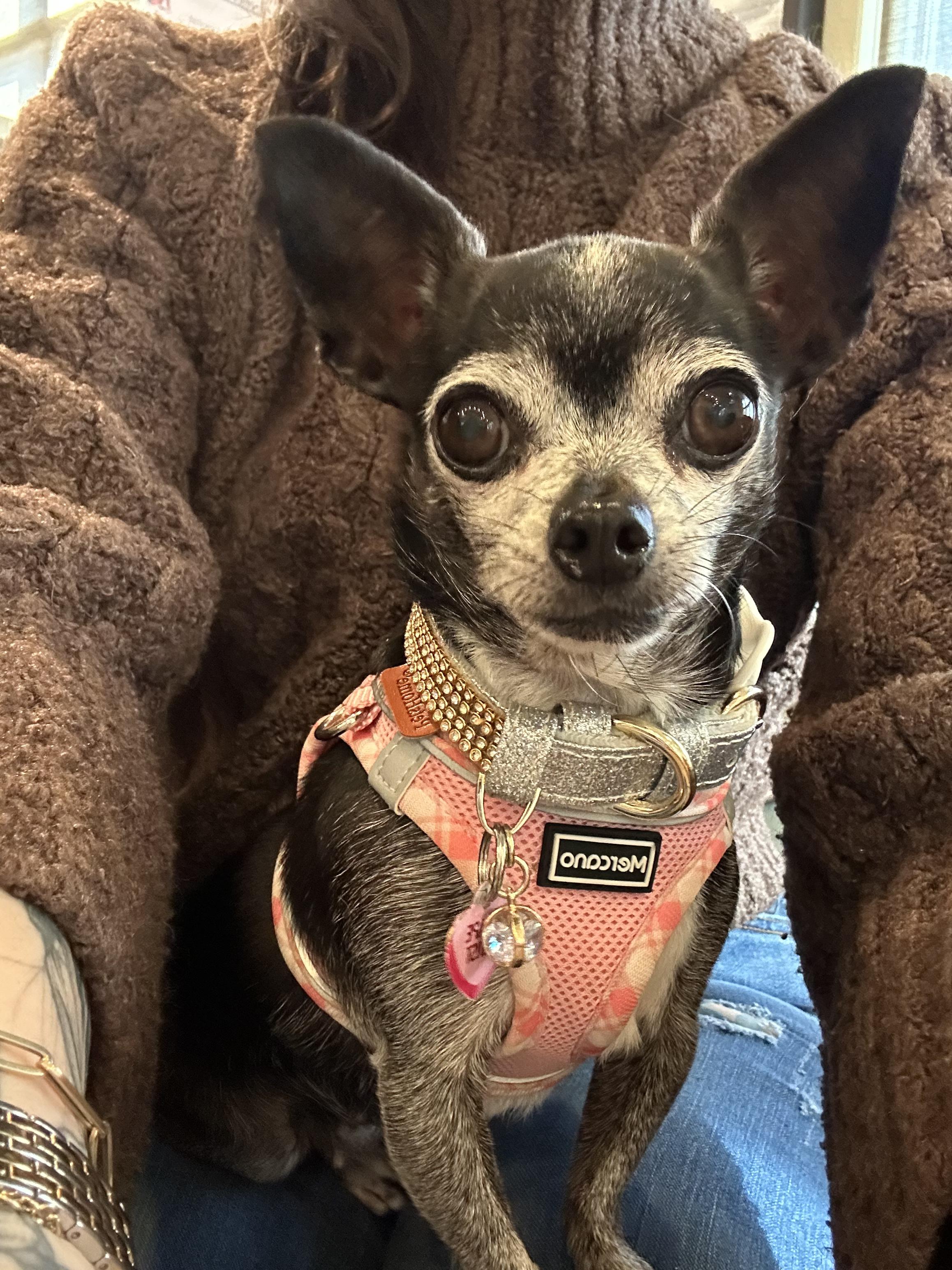 Enlarge Penelope Cruz, a Adopted mixed breed in Selma, CA image 1/5