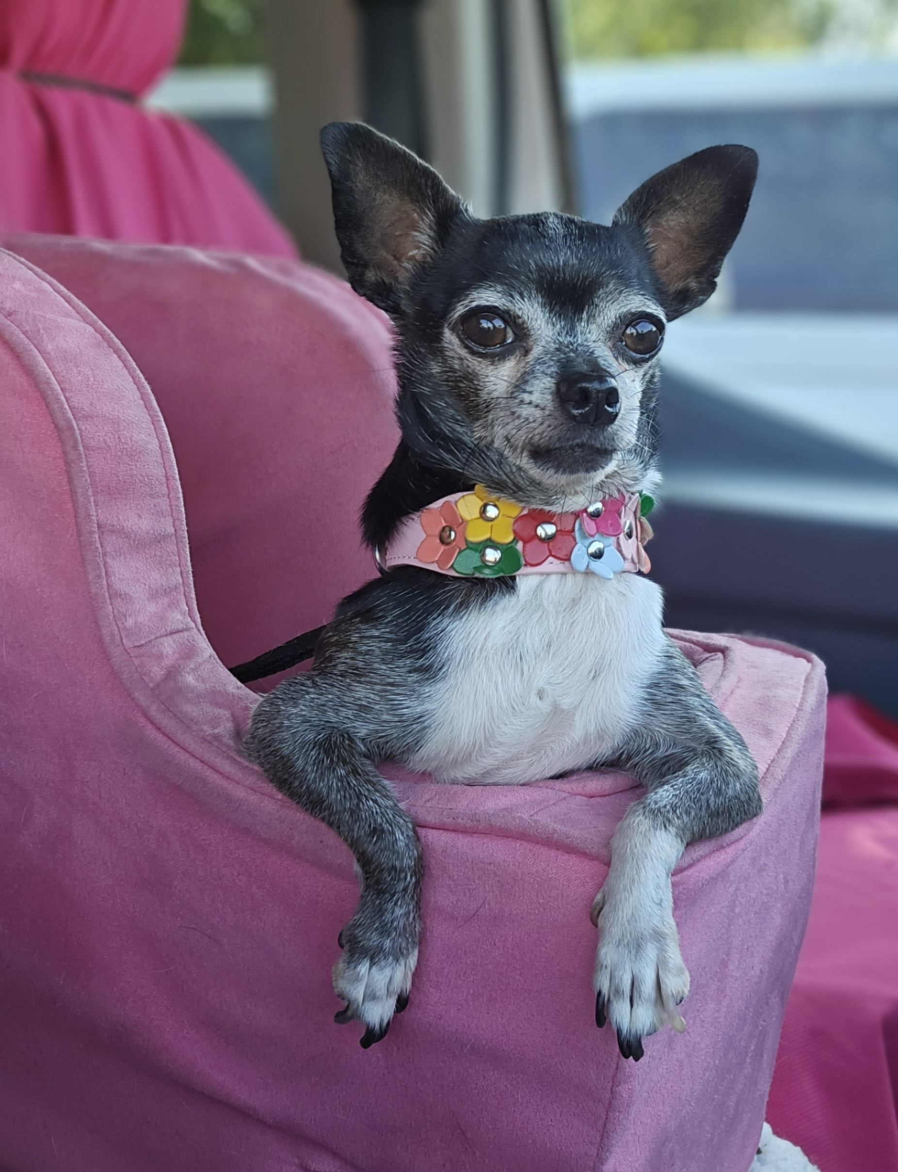 Enlarge Penelope Cruz, a Adopted mixed breed in Selma, CA image 3/5