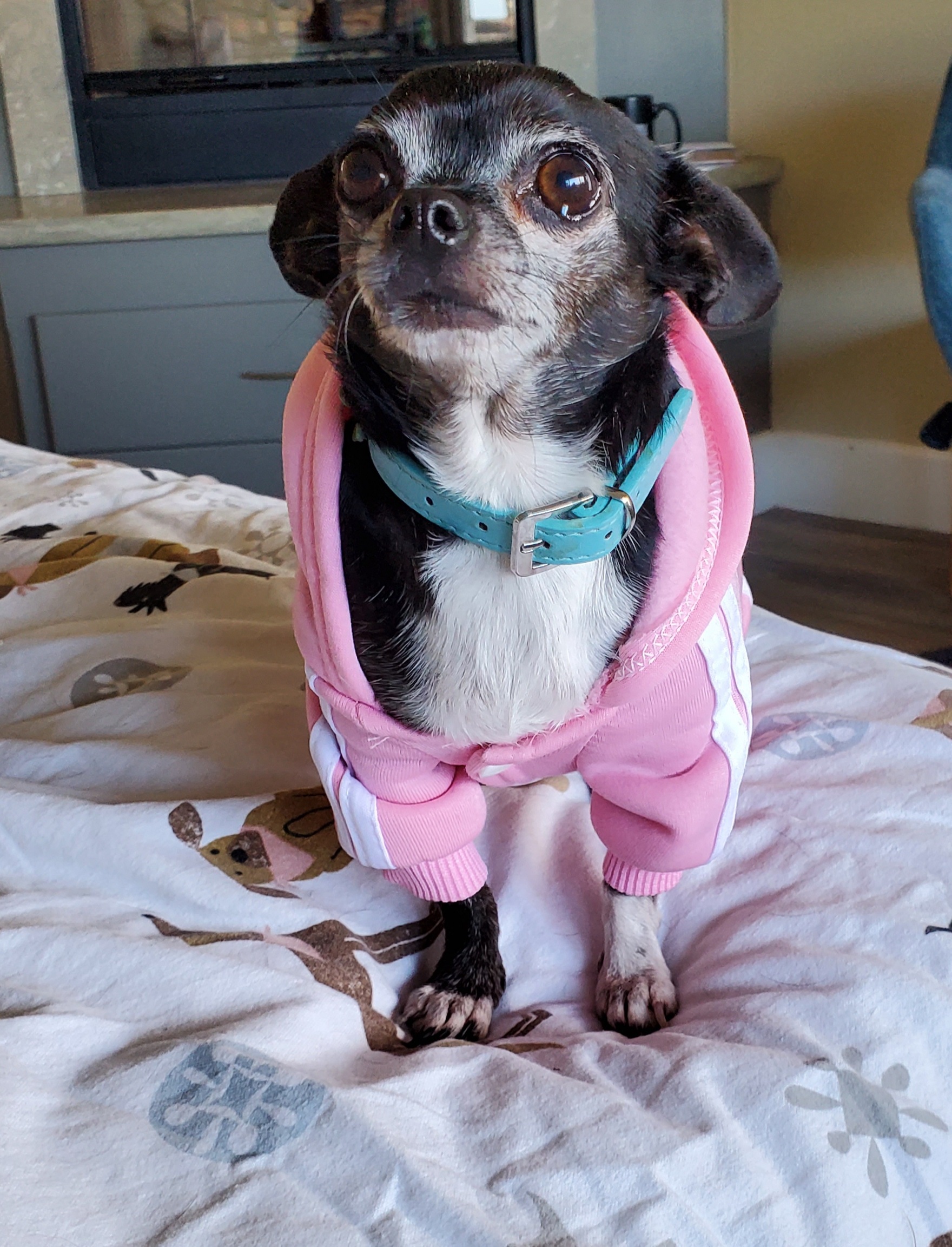 Enlarge Penelope Cruz, a Adopted mixed breed in Selma, CA image 4/5