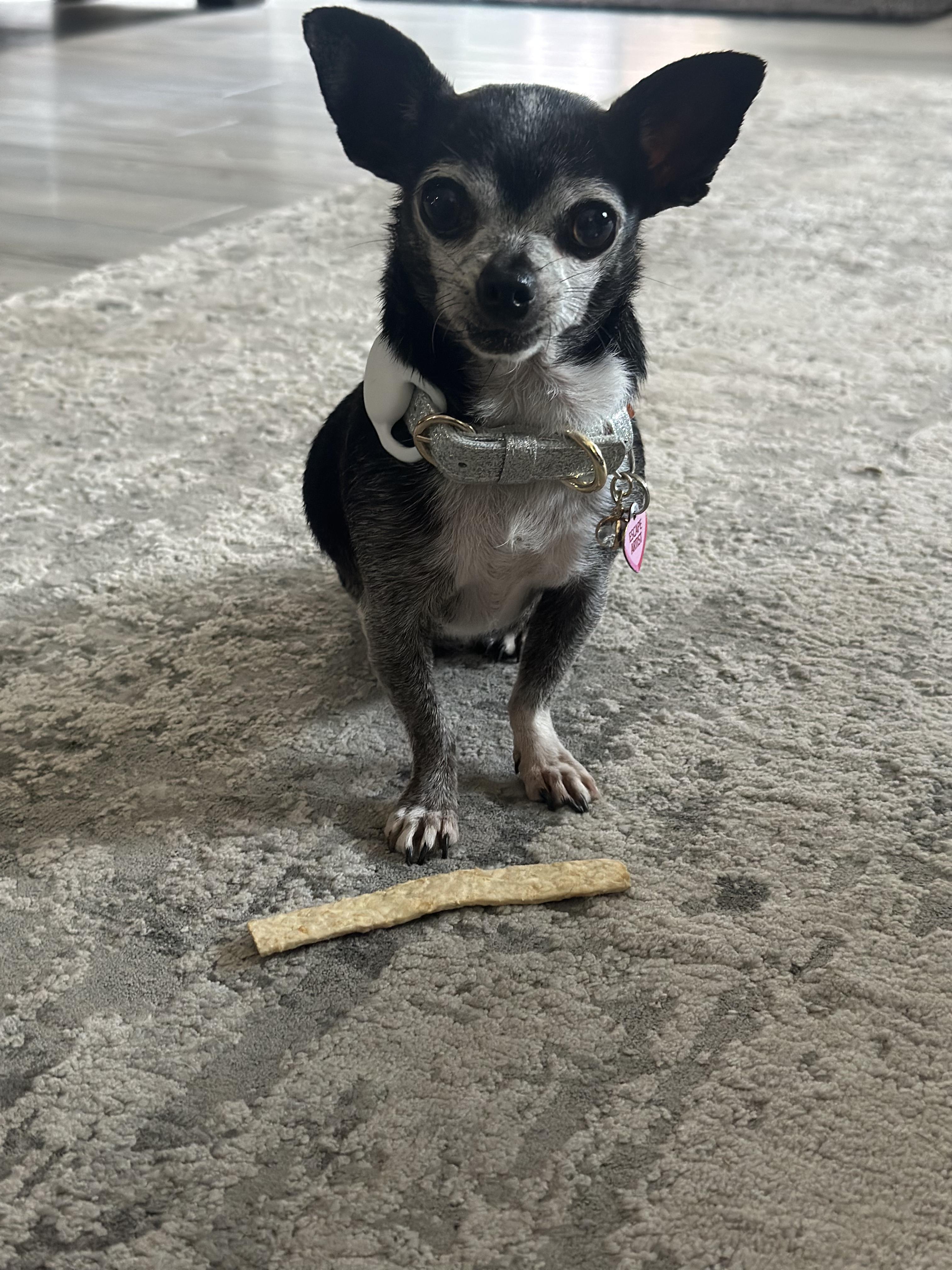 Enlarge Penelope Cruz, a Adopted mixed breed in Selma, CA image 5/5