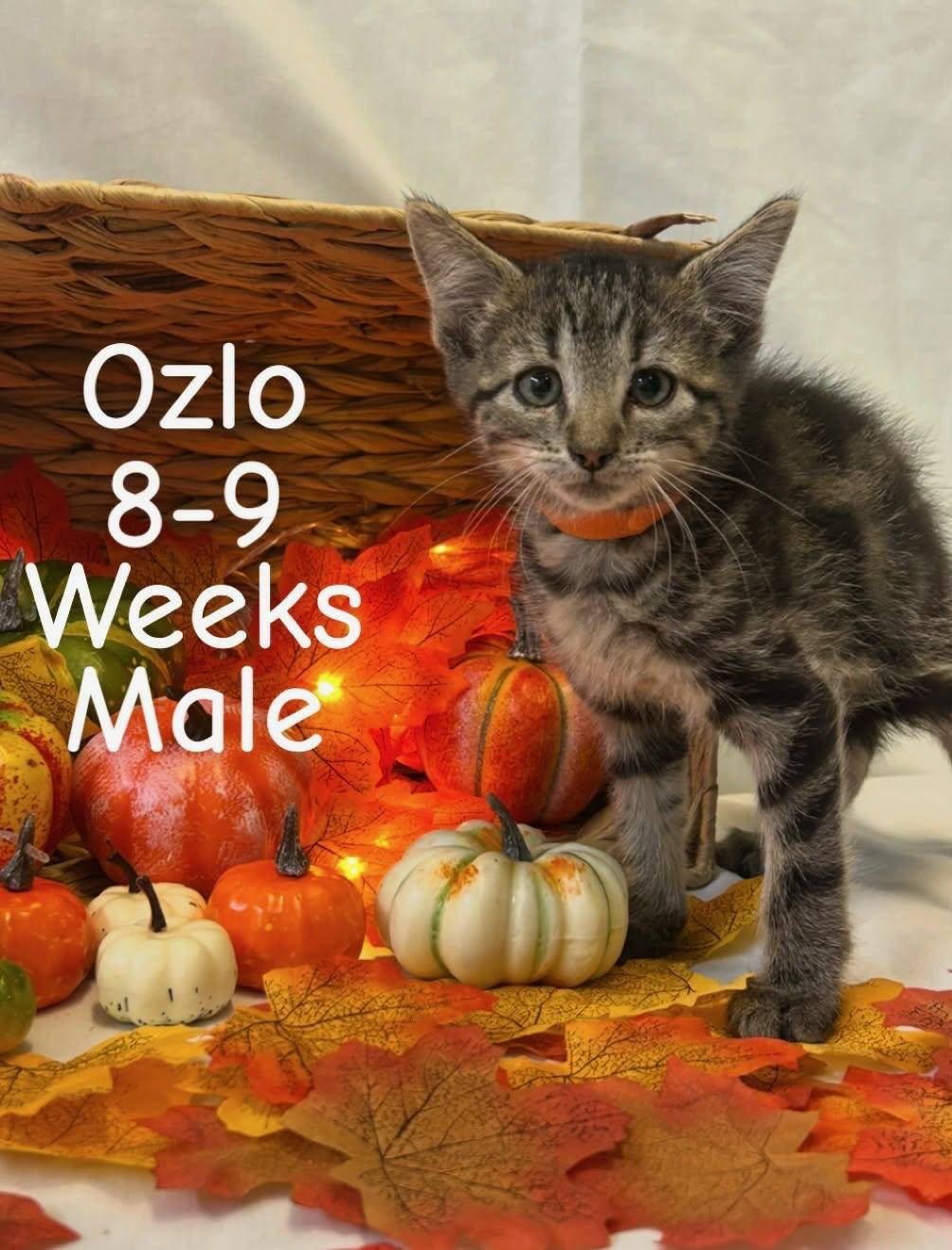 Enlarge Ozlo, a Adoptable Domestic Short Hair in Tama, IA image 1/1