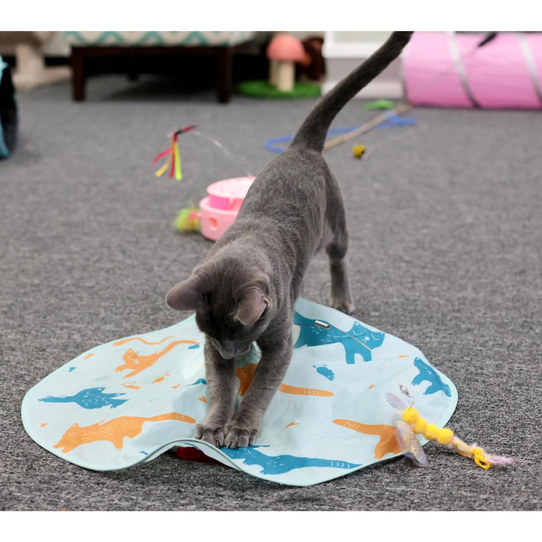 Beckham, Adoptable, Kitten Male Russian Blue & Domestic Short Hair.