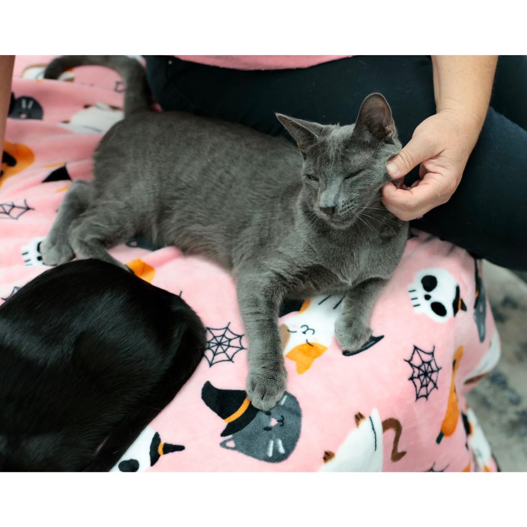 Enlarge Beckham, a Adoptable mixed breed in Morgan Hill, CA image 5/6