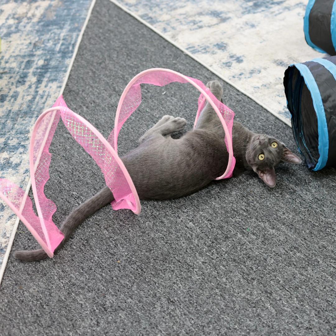 Enlarge Beckham, a Adoptable mixed breed in Morgan Hill, CA image 6/6