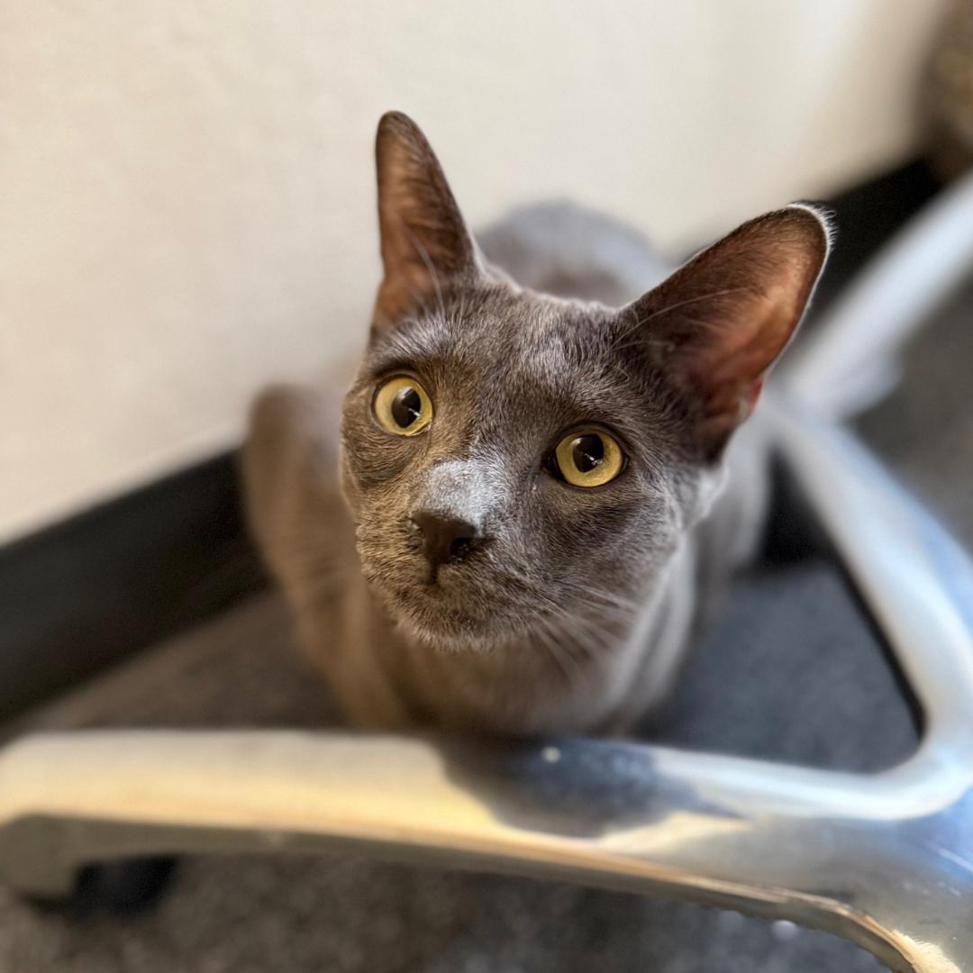 Enlarge Beckham, a Adoptable mixed breed in Morgan Hill, CA image 3/6