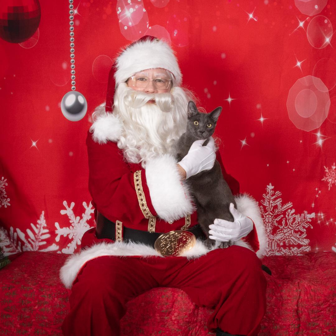 Beckham, Adoptable, Kitten Male Russian Blue & Domestic Short Hair.