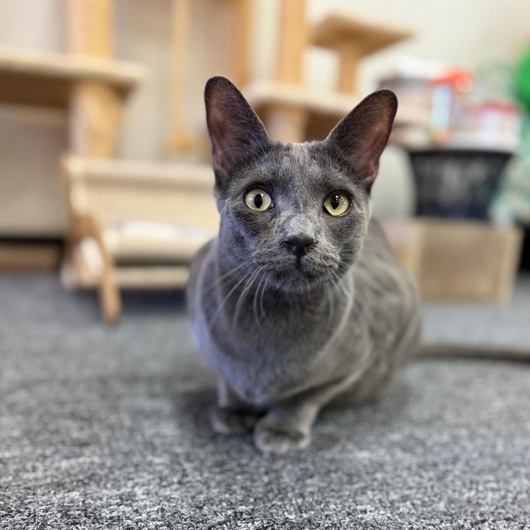 Enlarge Beckham, a Adoptable mixed breed in Morgan Hill, CA image 1/6