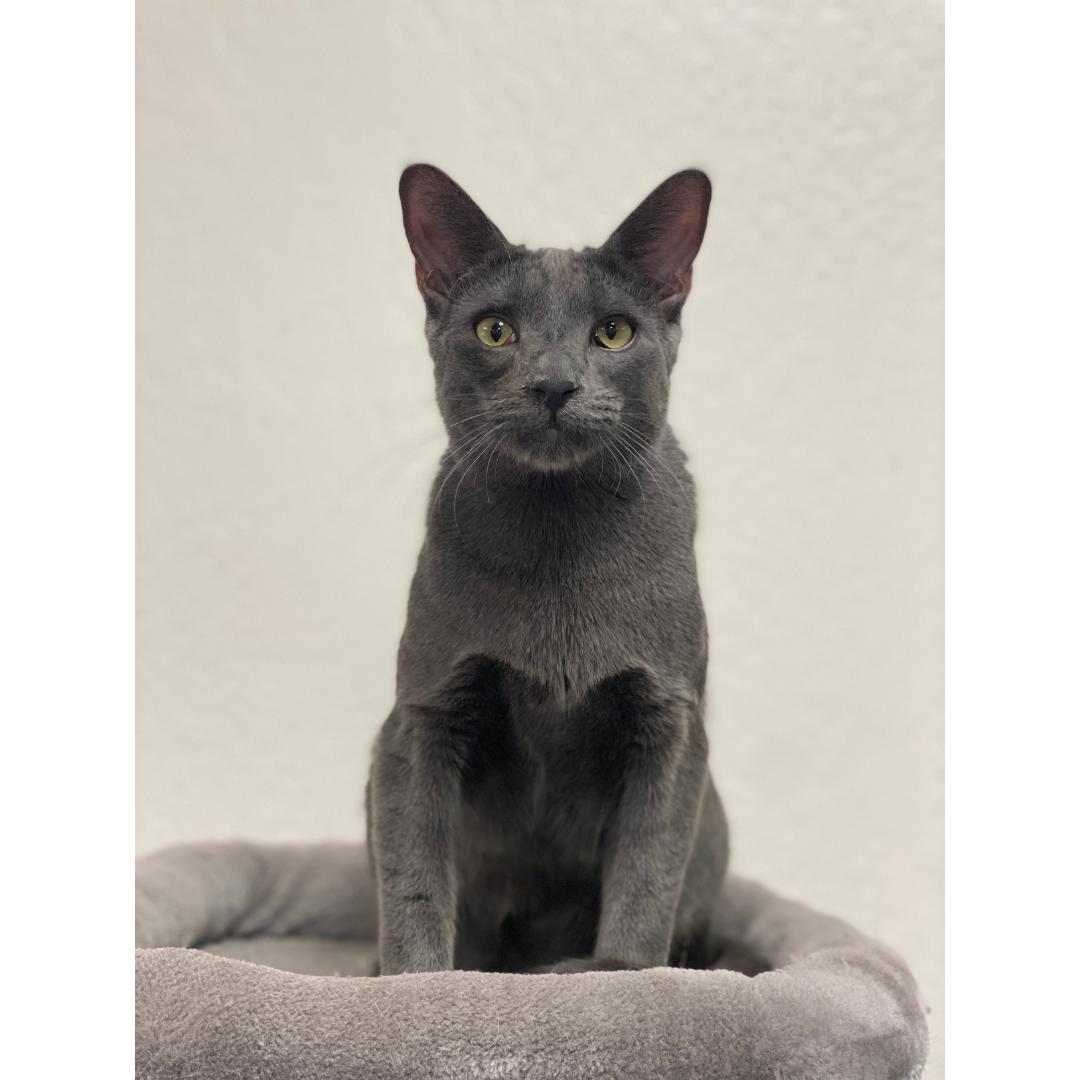 Enlarge Beckham, a Adoptable mixed breed in Morgan Hill, CA image 4/6