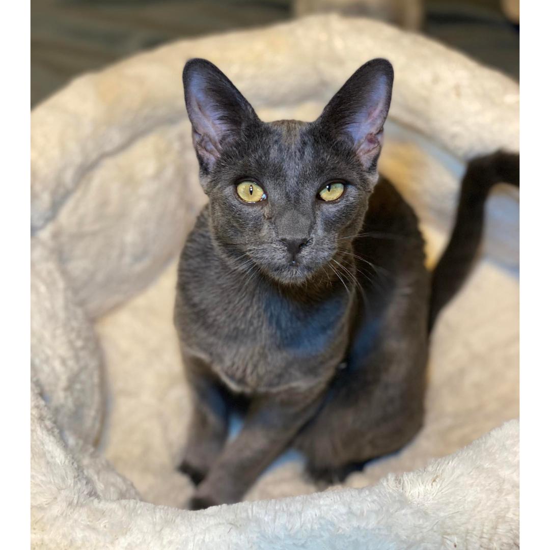 Enlarge Beckham, a Adoptable mixed breed in Morgan Hill, CA image 1/6