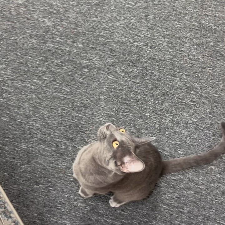 Enlarge Beckham, a Adoptable mixed breed in Morgan Hill, CA video 2/6