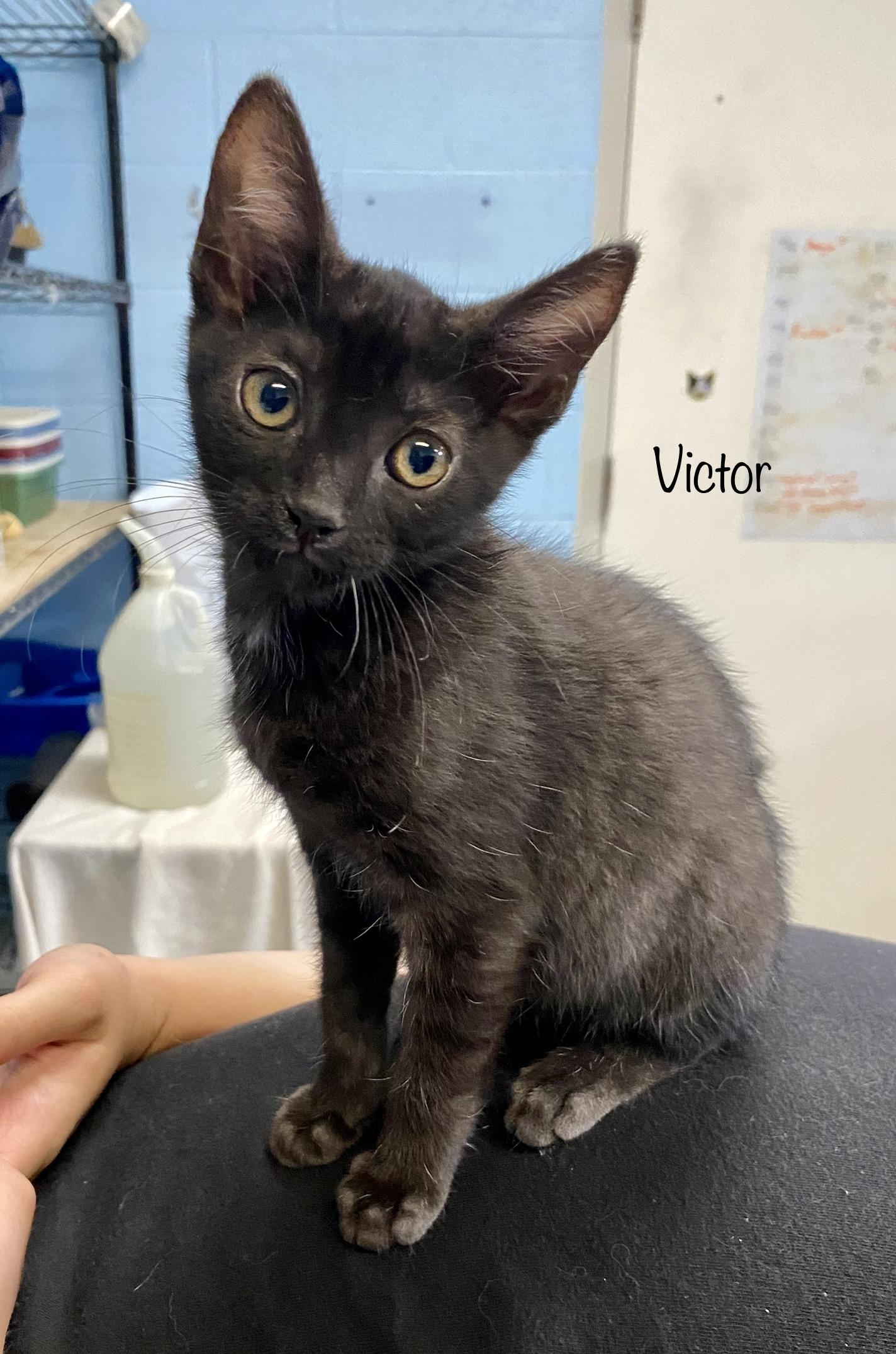 Victor, an adoptable Domestic Short Hair Mix in Bedford, VA_image-1