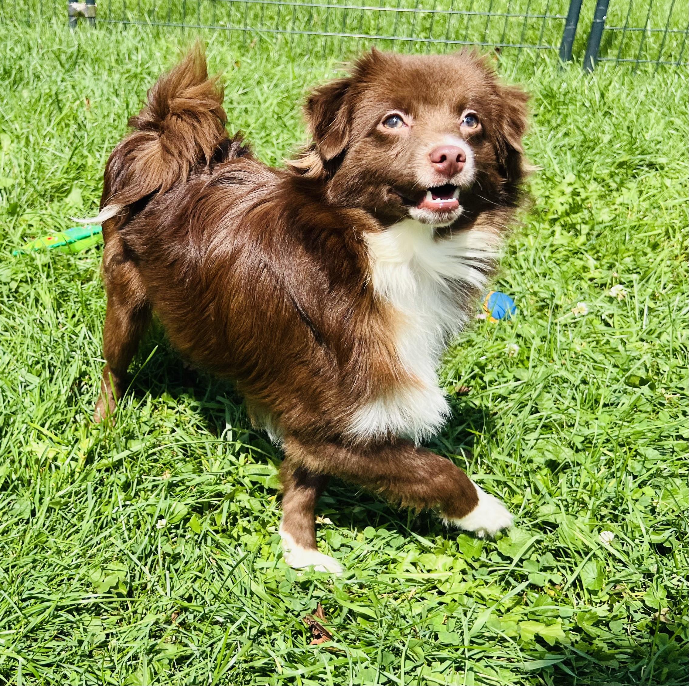 Enlarge HEATH, an adopted Aussiedoodle in Belmont, NY image 6/6