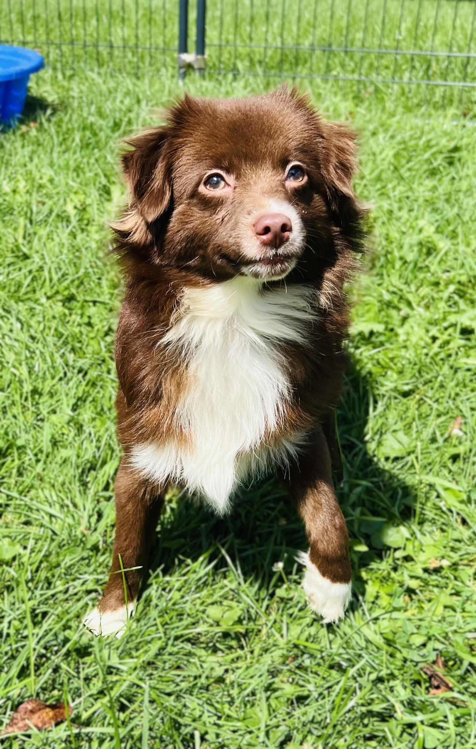 Enlarge HEATH, an adopted Aussiedoodle in Belmont, NY image 1/6