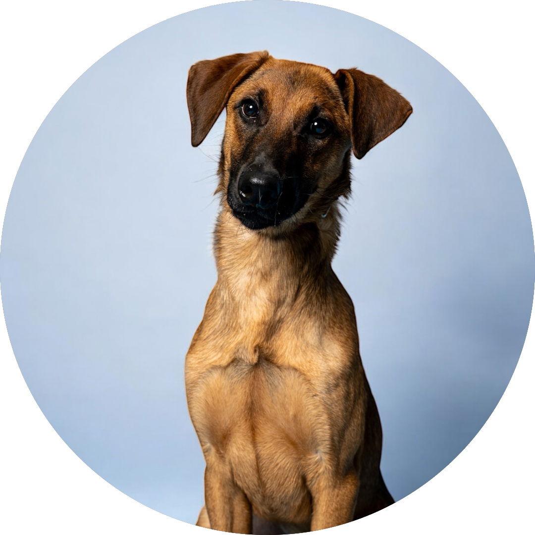 Enlarge Cypress, a Adoptable Doberman Pinscher in Richardson, TX image 1/1