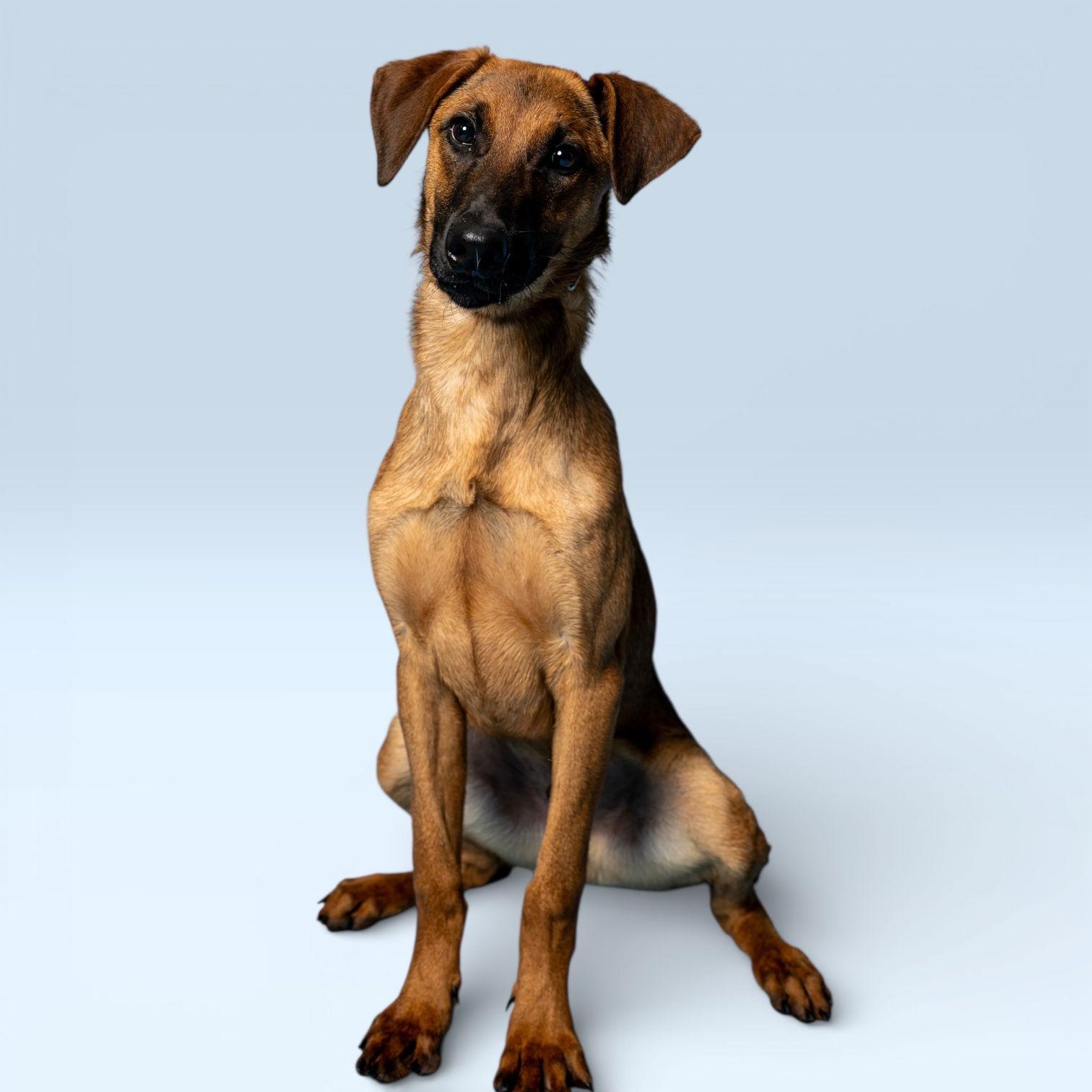 Enlarge Cypress, a Adoptable Doberman Pinscher in Richardson, TX image 1/1