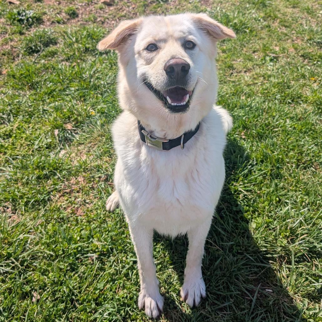 Wilbur, a Adoptable Yellow Labrador Retriever in Chatsworth, CA image 1/6