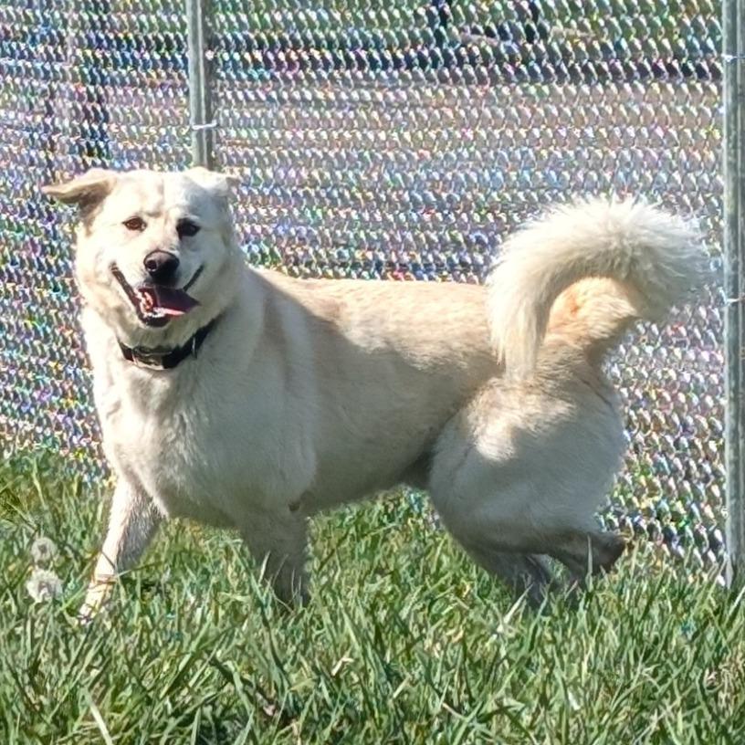 Wilbur, a Adoptable Yellow Labrador Retriever in Chatsworth, CA image 2/6