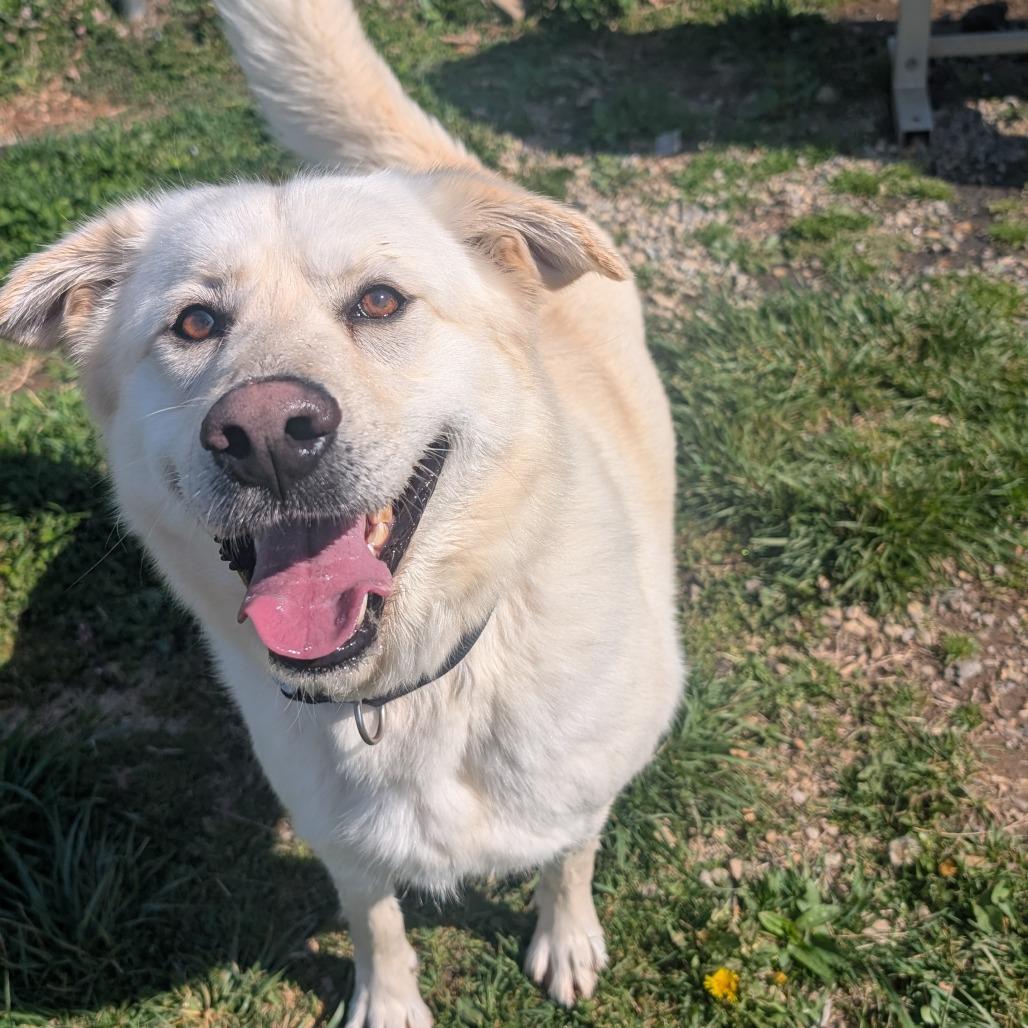Wilbur, a Adoptable Yellow Labrador Retriever in Chatsworth, CA image 3/6