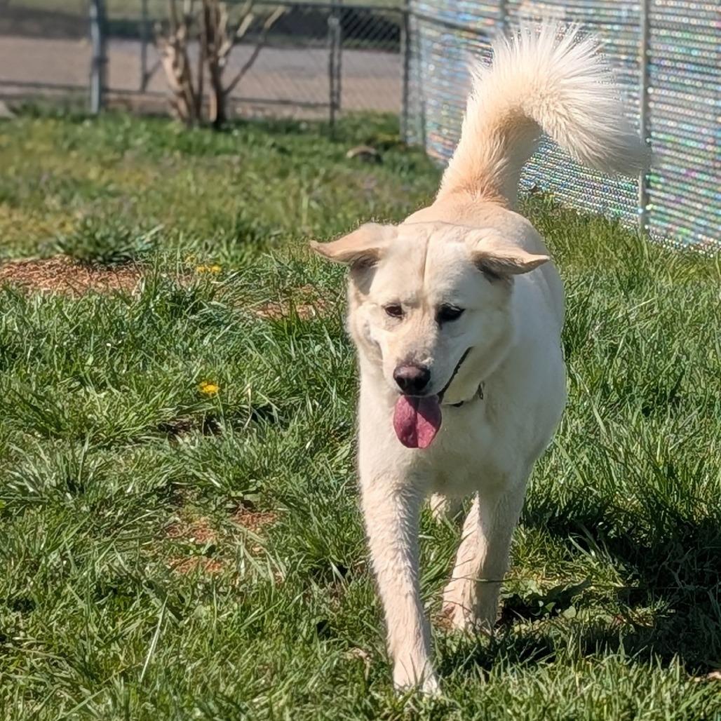 Wilbur, a Adoptable Yellow Labrador Retriever in Chatsworth, CA image 4/6