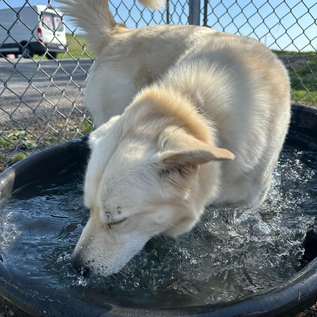 Wilbur, a Adoptable Yellow Labrador Retriever in Chatsworth, CA image 5/6