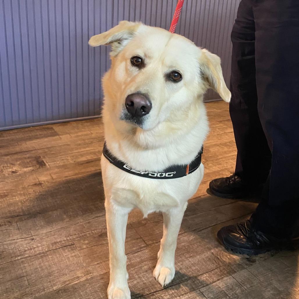 Wilbur, a Adoptable Yellow Labrador Retriever in Chatsworth, CA image 6/6