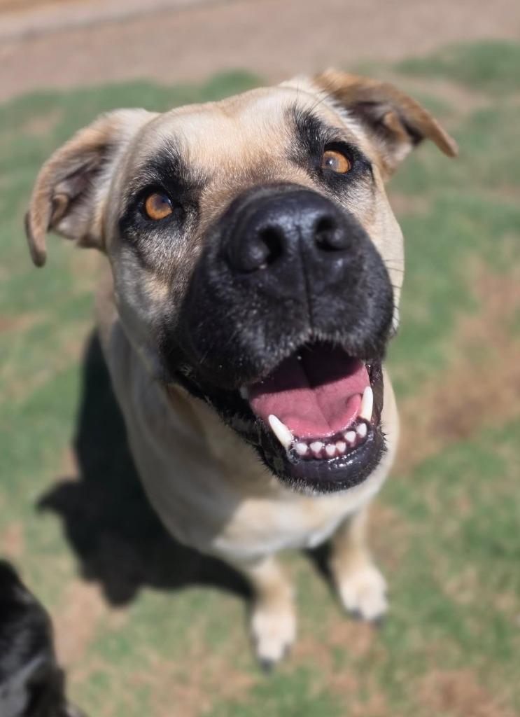 Enlarge Harley, a Adoptable Black Mouth Cur in Little Elm, TX image 1/2