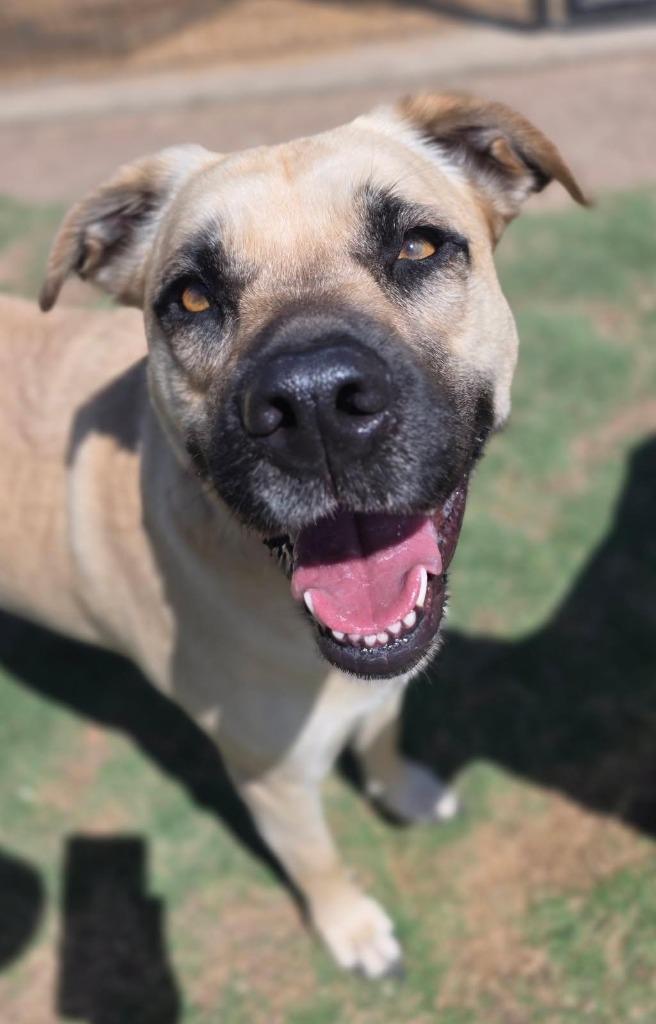 Enlarge Harley, a Adoptable Black Mouth Cur in Little Elm, TX image 2/2