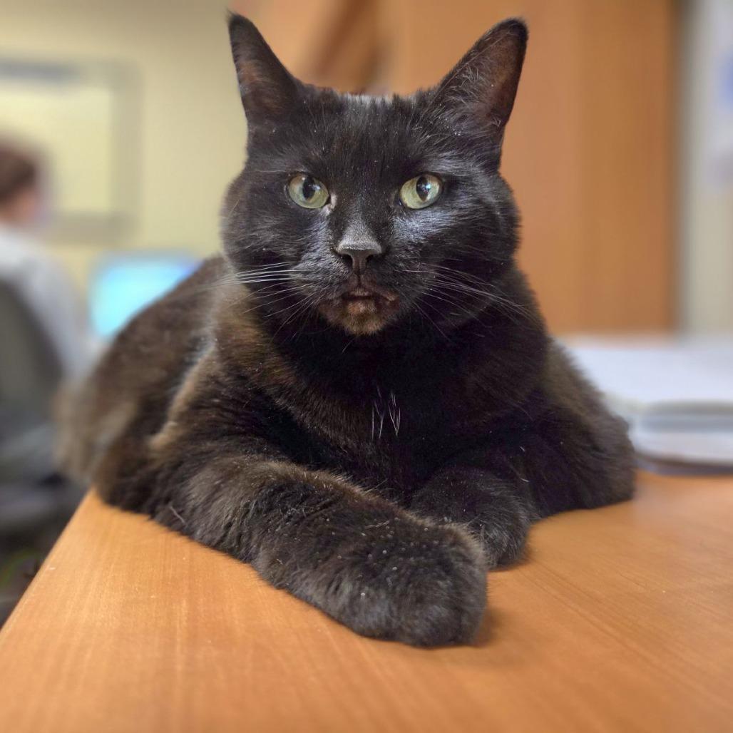 Onyx, Adoptable, Senior Female Domestic Short Hair.