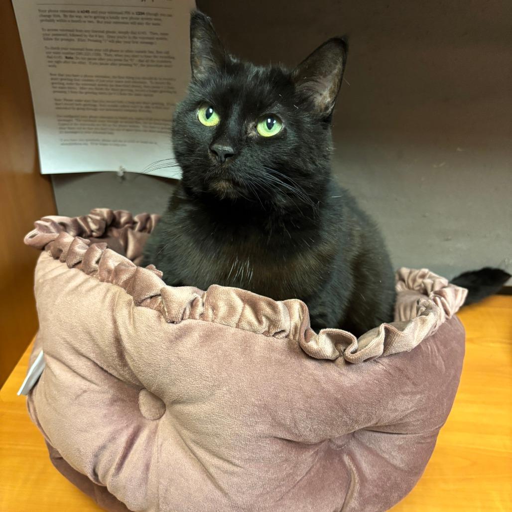 Enlarge Onyx, a Adoptable mixed breed in Fairport, NY image 2/4