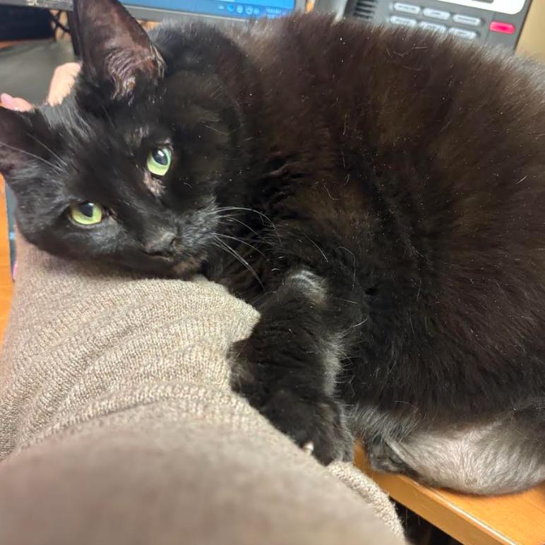 Enlarge Onyx, a Adoptable mixed breed in Fairport, NY image 3/4