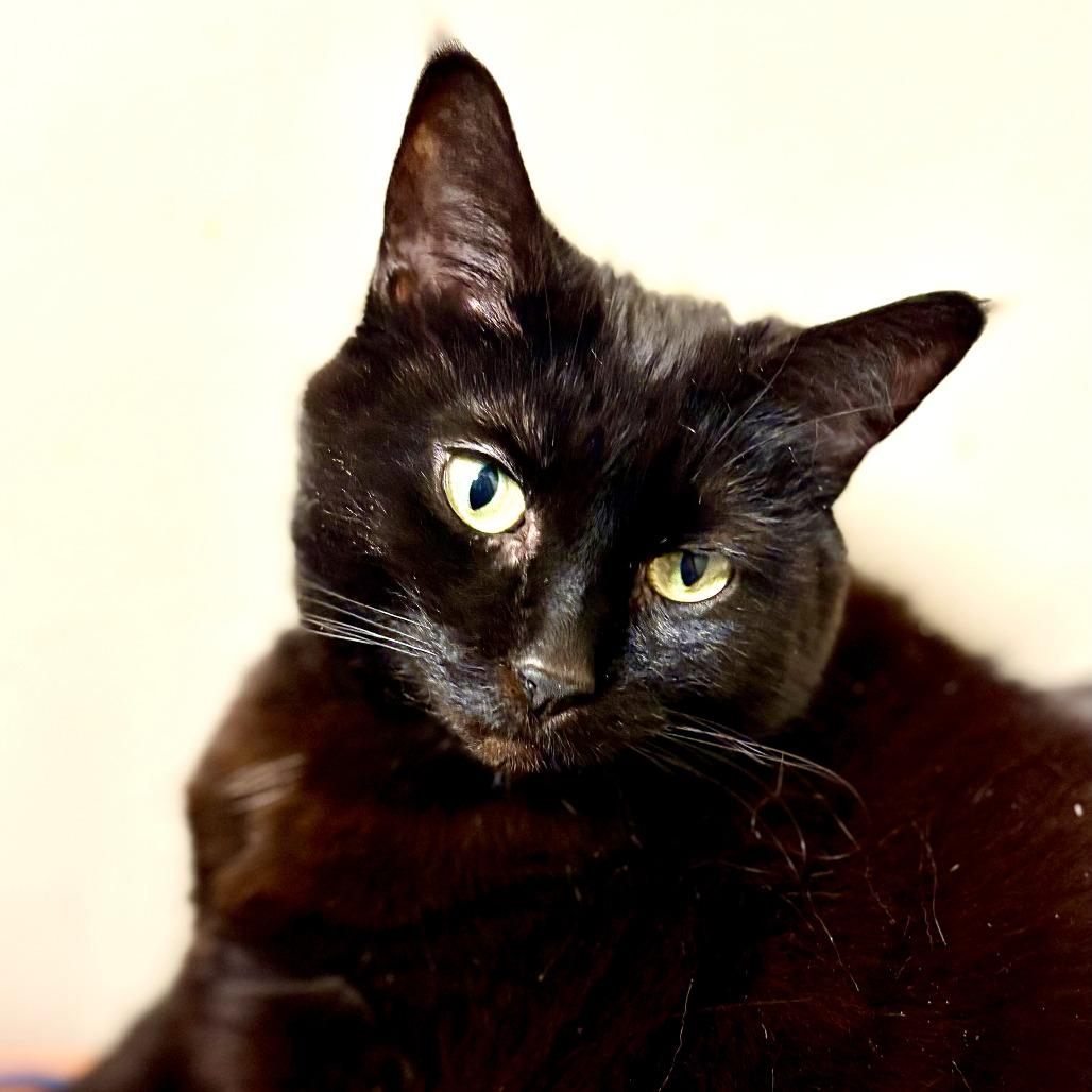 Enlarge Onyx, a Adoptable mixed breed in Fairport, NY image 4/4