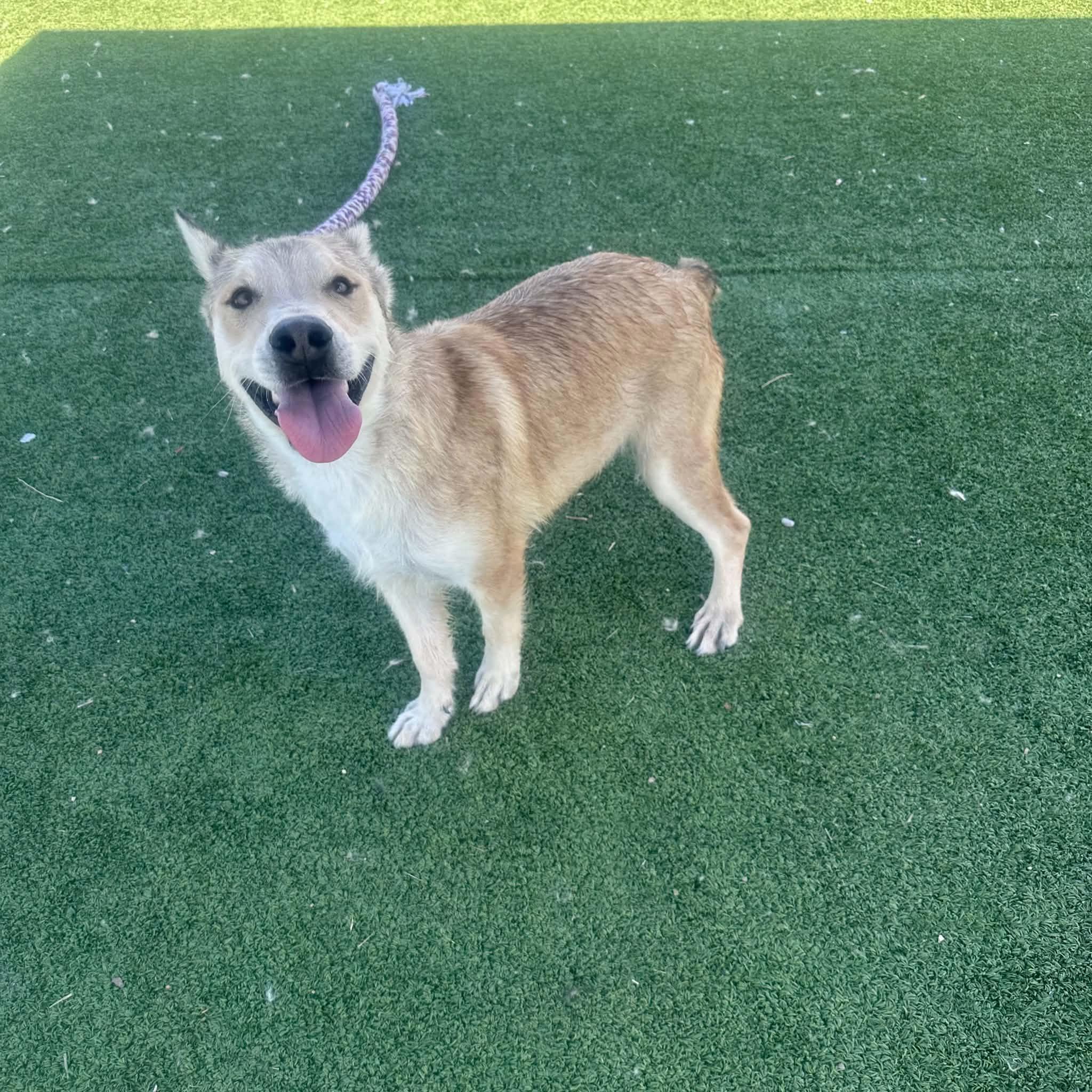 Enlarge Jax, a ADOPTABLE mixed breed in Truth or Consequences , NM image 5/6