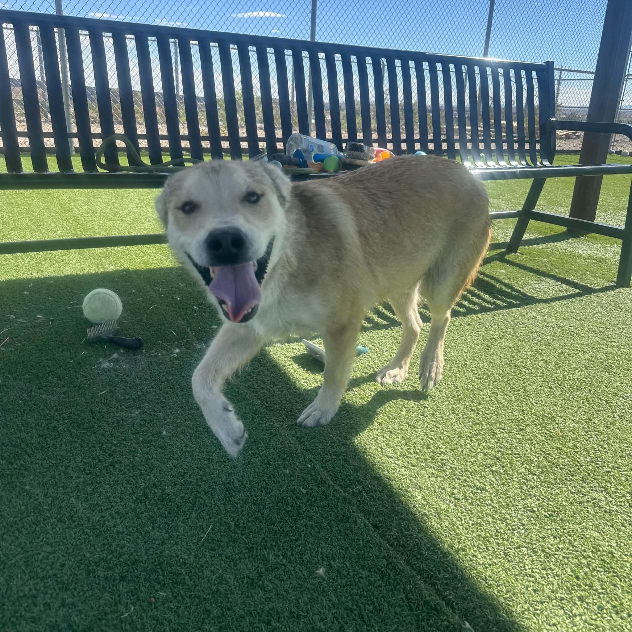 Enlarge Jax, a ADOPTABLE mixed breed in Truth or Consequences , NM image 6/6