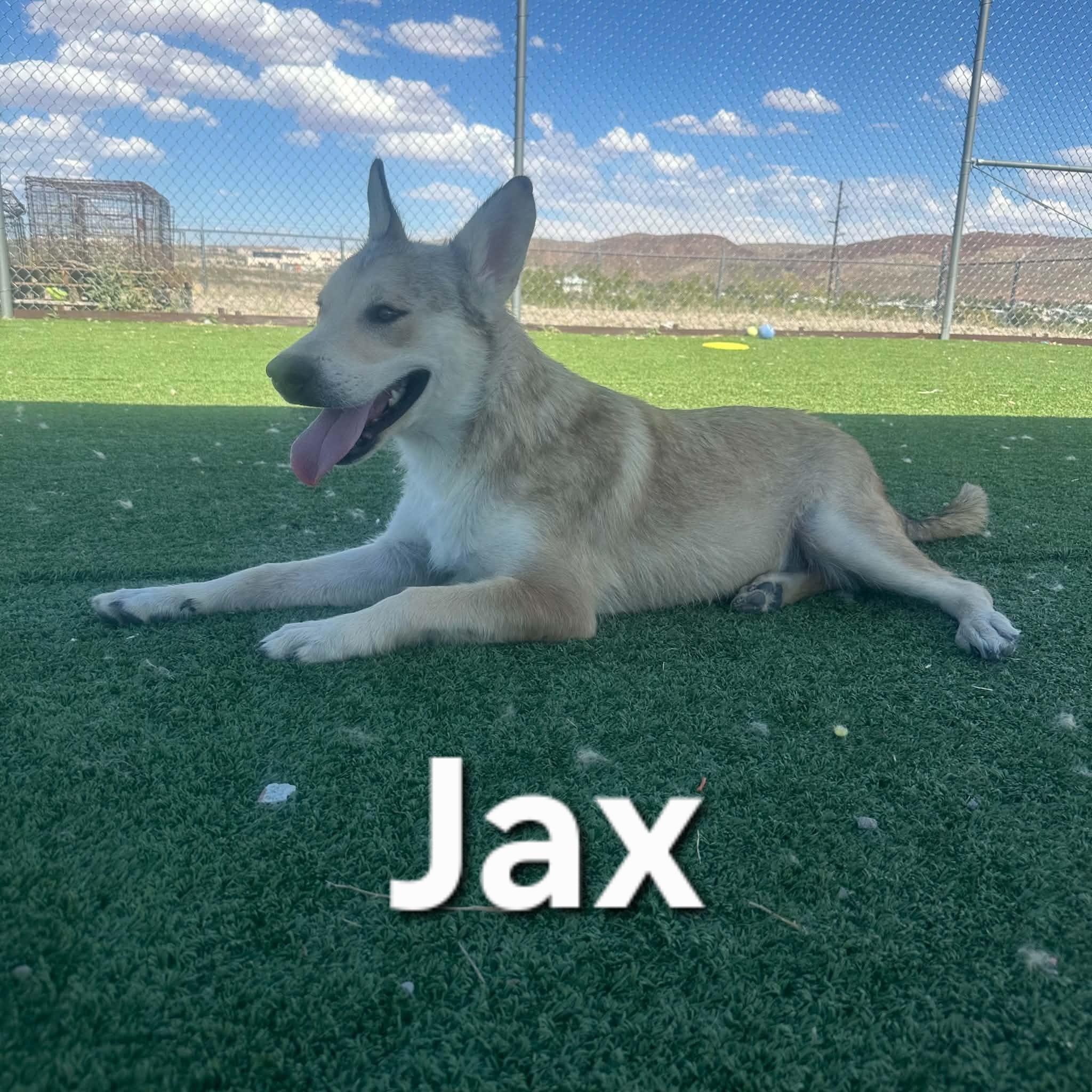 Enlarge Jax, a ADOPTABLE mixed breed in Truth or Consequences , NM image 1/6