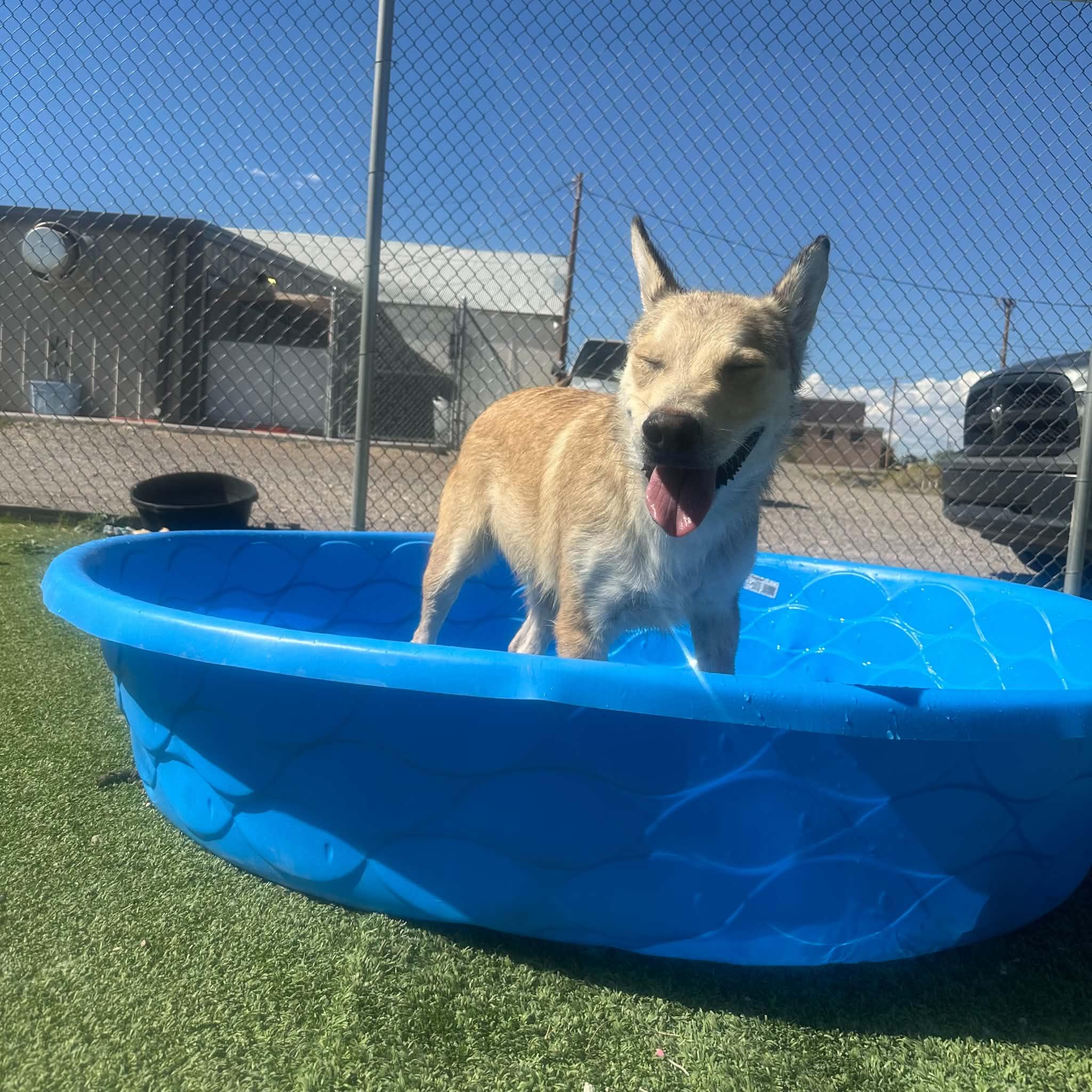 Enlarge Jax, a ADOPTABLE mixed breed in Truth or Consequences , NM image 2/6