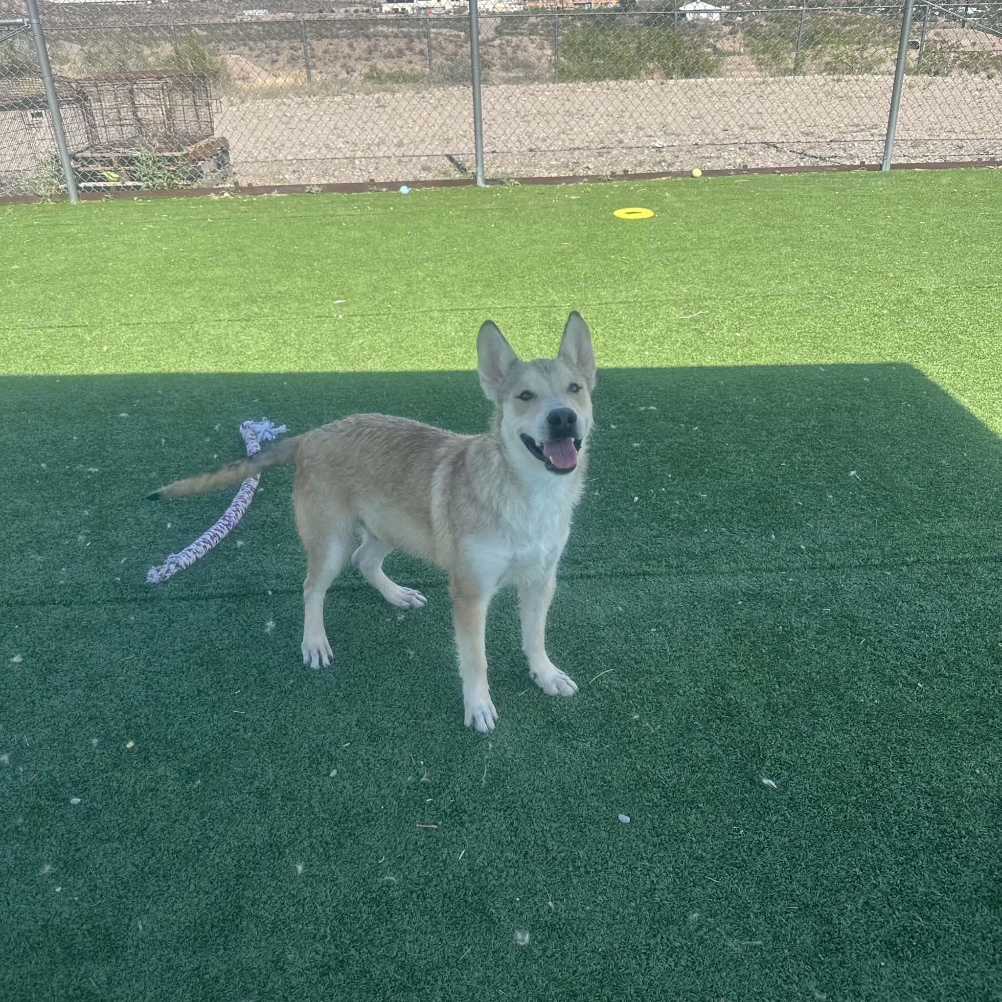 Enlarge Jax, a ADOPTABLE mixed breed in Truth or Consequences , NM image 4/6
