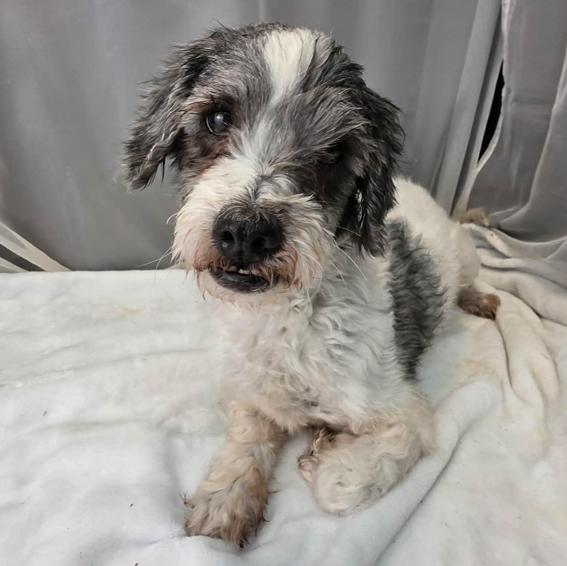 Shaggy, a Adoptable mixed breed in Jackson, MI image 5/6