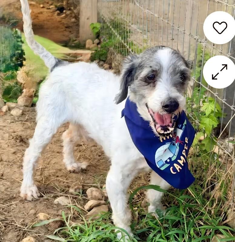 Shaggy, Adoptable, Adult Male Miniature Schnauzer.