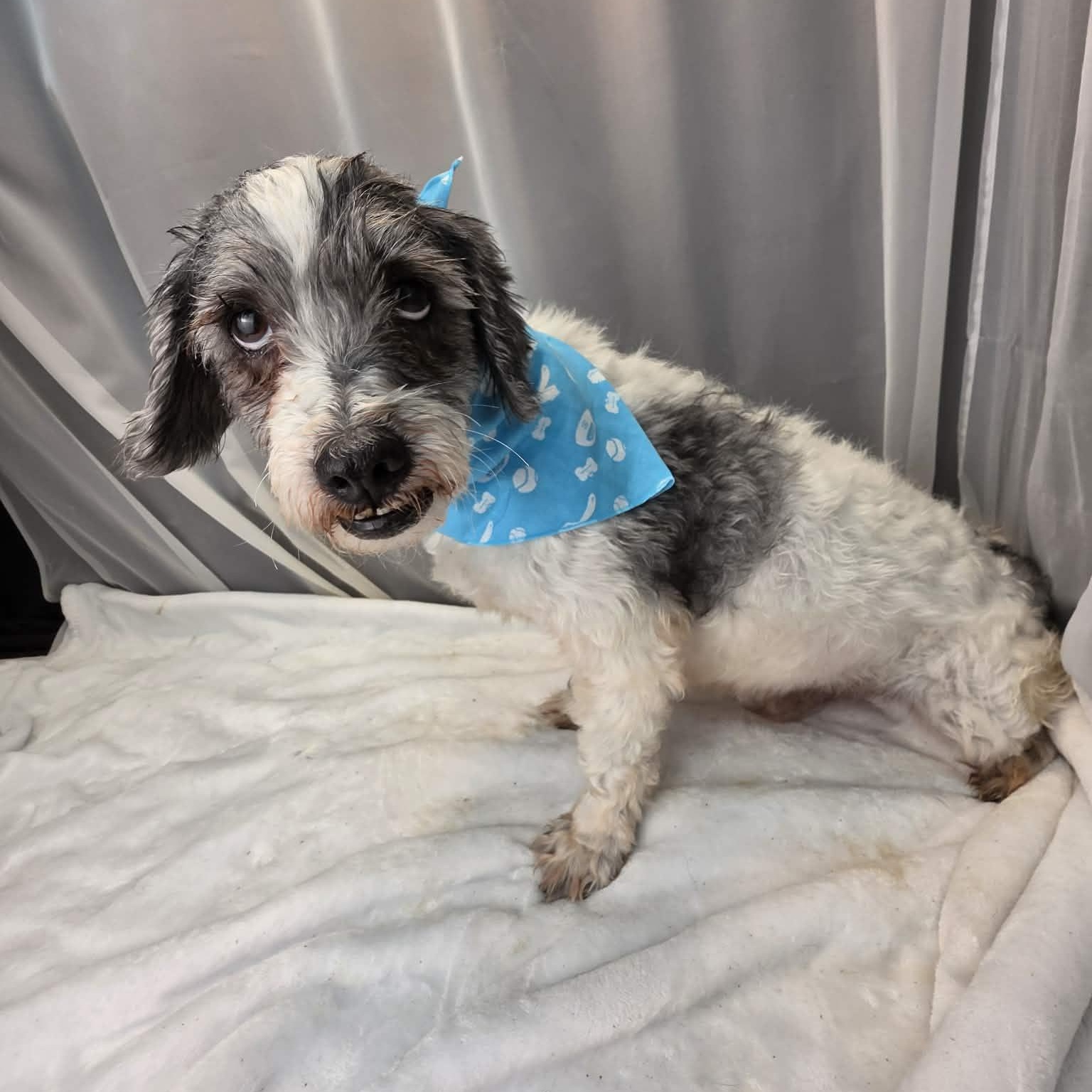 Shaggy, a Adoptable mixed breed in Jackson, MI image 6/6