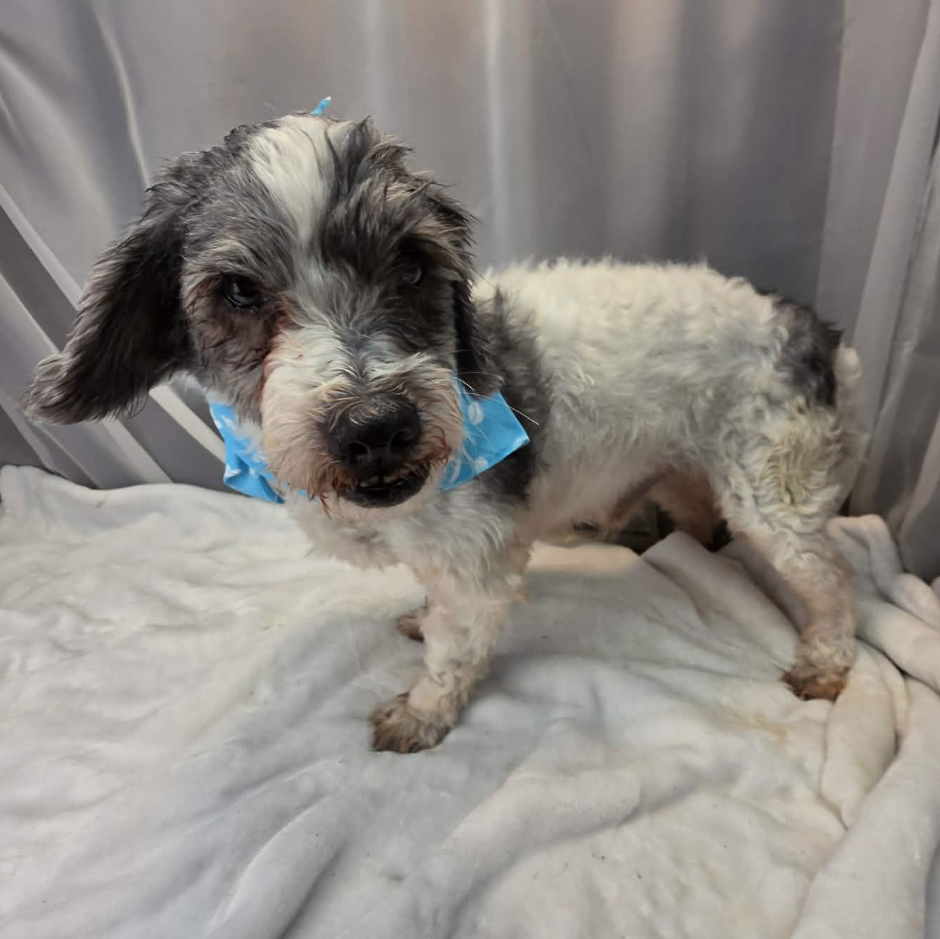 Shaggy, a Adoptable mixed breed in Jackson, MI image 4/6