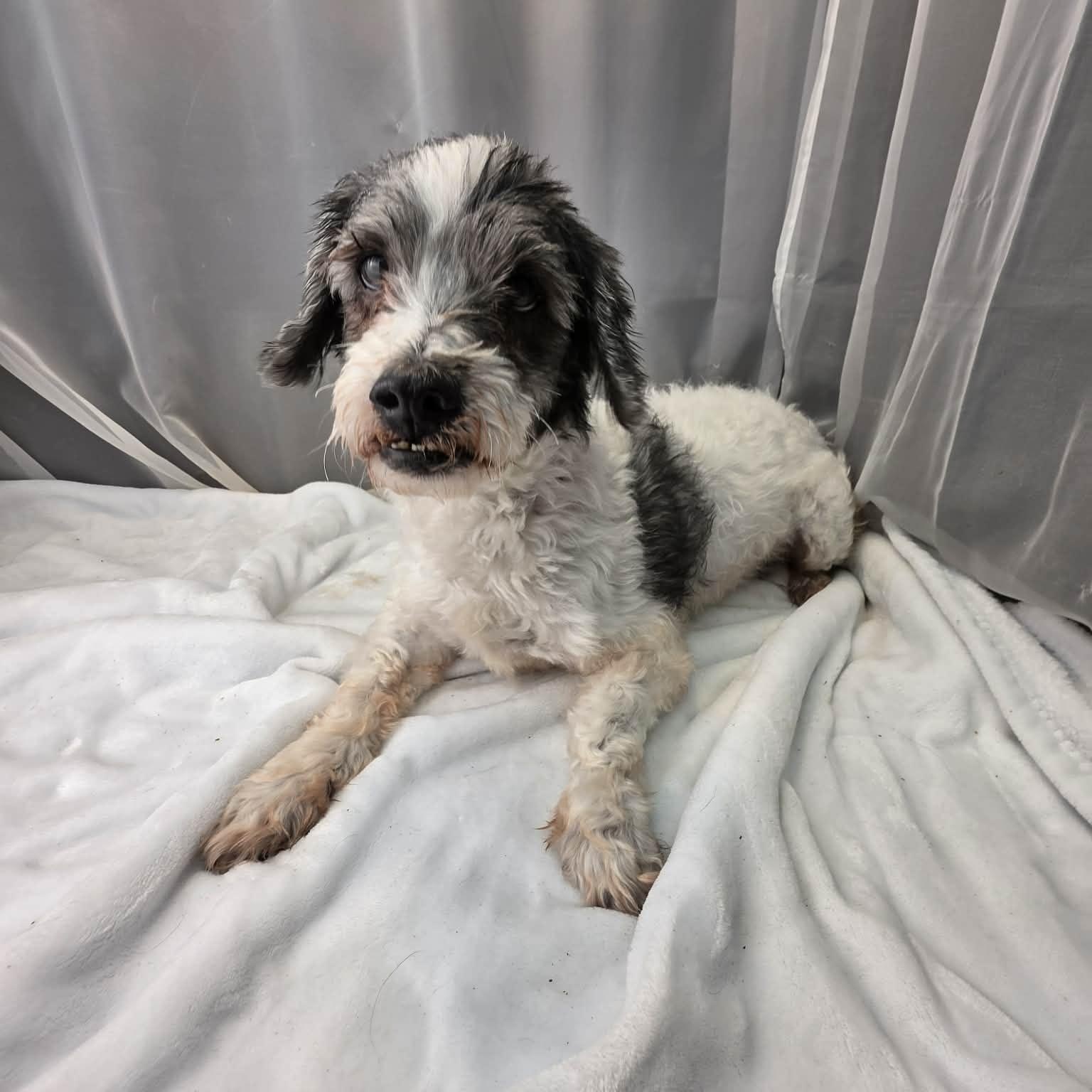 Shaggy, a Adoptable mixed breed in Jackson, MI image 2/6