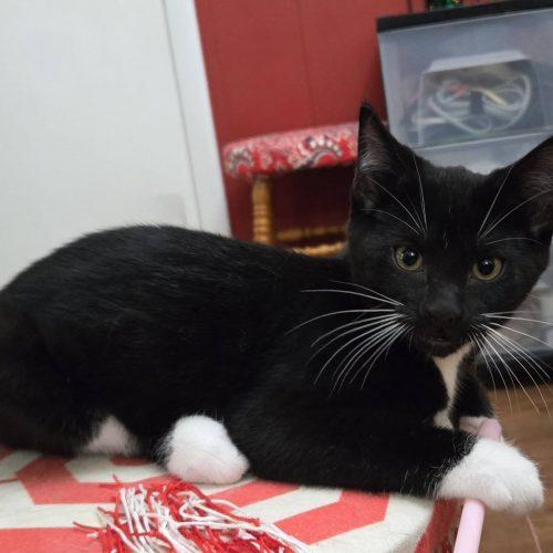 Enlarge Star, a Adoptable Domestic Short Hair in Elizabeth, IL image 1/5