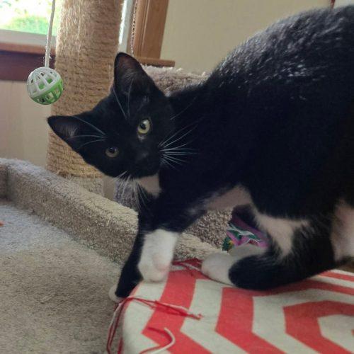 Enlarge Star, a Adoptable Domestic Short Hair in Elizabeth, IL image 4/5
